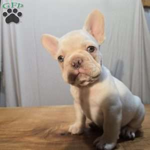 Noble, French Bulldog Puppy