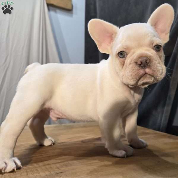 Noble, French Bulldog Puppy