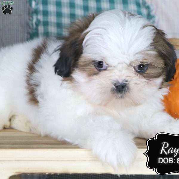 Rayna, Shih Tzu Puppy