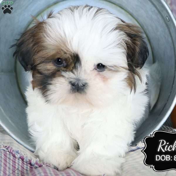 Richie, Shih Tzu Puppy