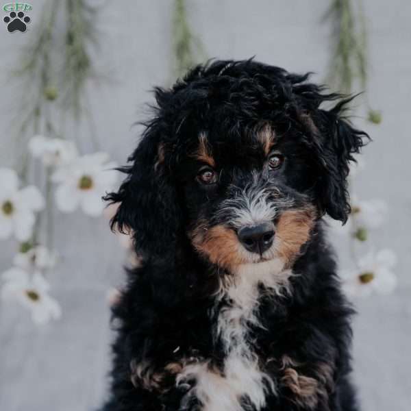 Ringo, Mini Bernedoodle Puppy