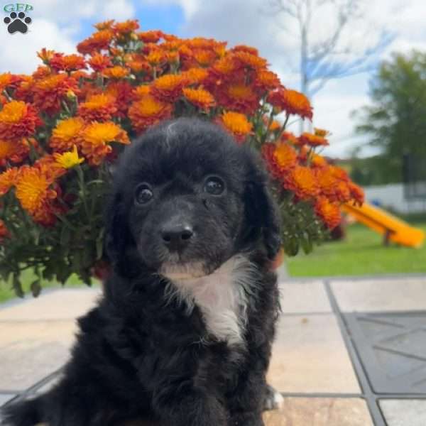 Rolo, Miniature Poodle Puppy