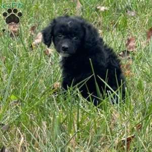 Rolo, Miniature Poodle Puppy