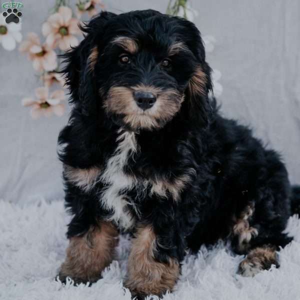 Rene, Mini Bernedoodle Puppy