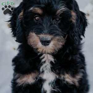 Rene, Mini Bernedoodle Puppy