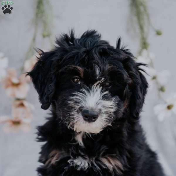 Ruby, Mini Bernedoodle Puppy