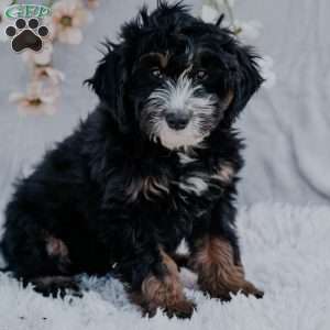 Ruby, Mini Bernedoodle Puppy