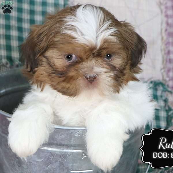 Ruby, Shih Tzu Puppy