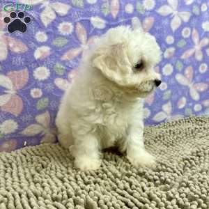 Sarah, Bichon Frise Puppy