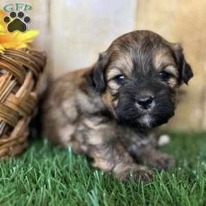 Smores, Shih-Poo Puppy