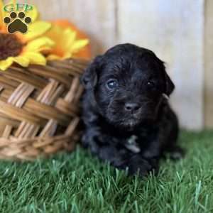 Cookie, Shih-Poo Puppy