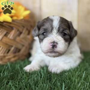 Hazel, Shih-Poo Puppy