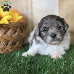 Maple, Shih-Poo Puppy