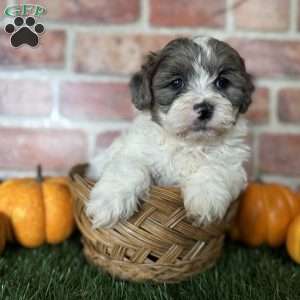 Hazel, Shih-Poo Puppy