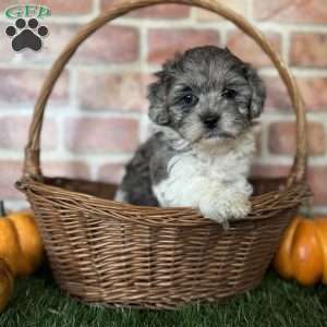 Maple, Shih-Poo Puppy