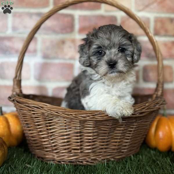 Maple, Shih-Poo Puppy