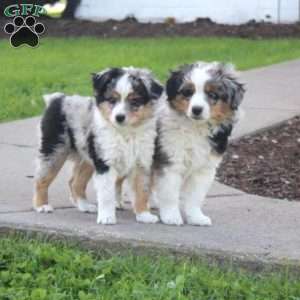 Kasper, Miniature Australian Shepherd Puppy