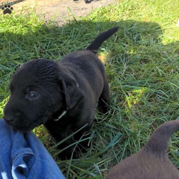 Muffin, Black Labrador Retriever Puppy