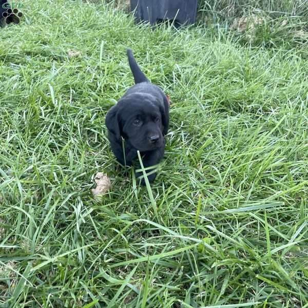 Amigo, Black Labrador Retriever Puppy