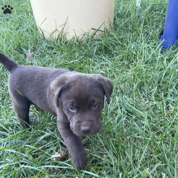 Cyrus, Chocolate Labrador Retriever Puppy