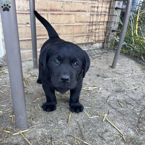 Biscuit, Black Labrador Retriever Puppy