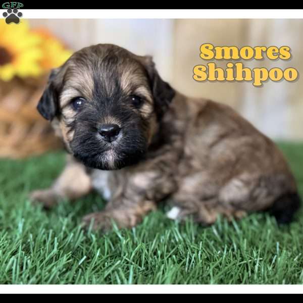 Smores, Shih-Poo Puppy