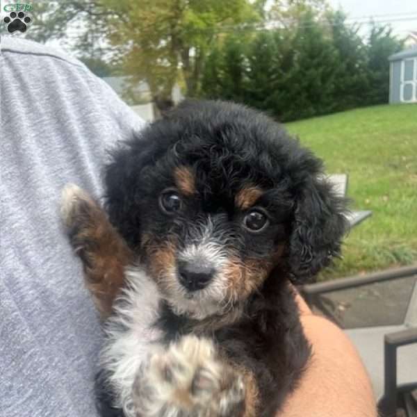 Snickers, Miniature Poodle Puppy