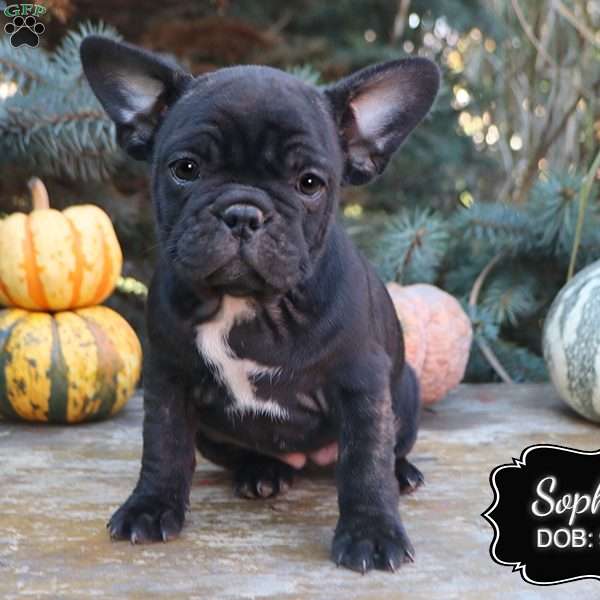 Sophia, French Bulldog Mix Puppy