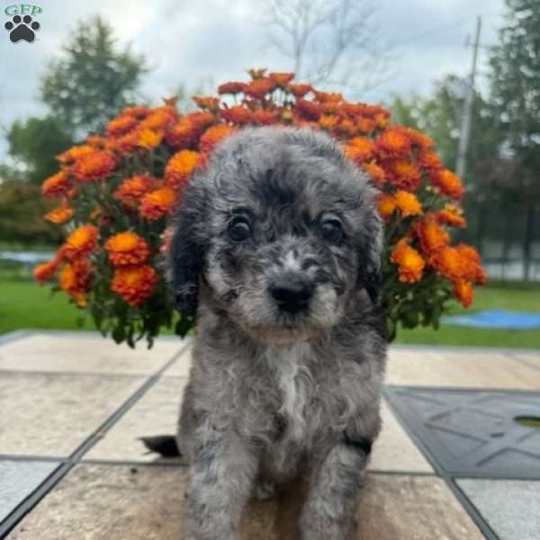 York, Miniature Poodle Puppy