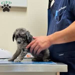 York, Miniature Poodle Puppy