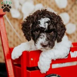 Zack, Miniature Poodle Puppy