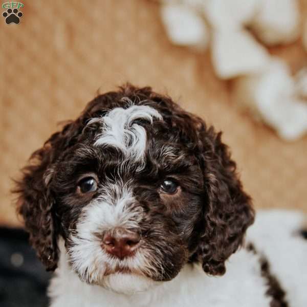 Zack, Miniature Poodle Puppy