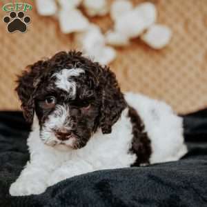 Zack, Miniature Poodle Puppy