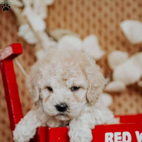 Zandra, Miniature Poodle Puppy