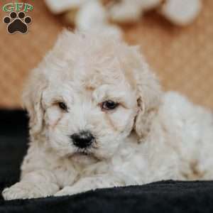 Zandra, Miniature Poodle Puppy