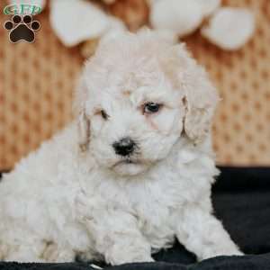 Zandra, Miniature Poodle Puppy