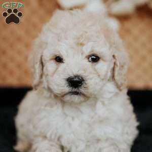 Zandra, Miniature Poodle Puppy