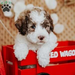 Zeppo, Miniature Poodle Puppy