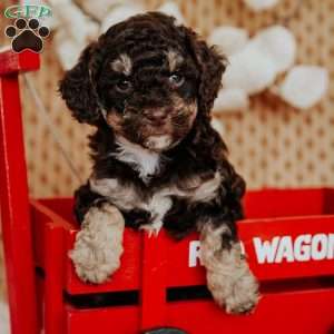 Zipper, Miniature Poodle Puppy