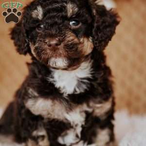 Zipper, Miniature Poodle Puppy