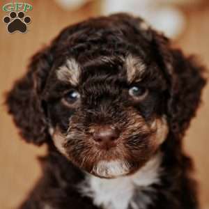 Zipper, Miniature Poodle Puppy