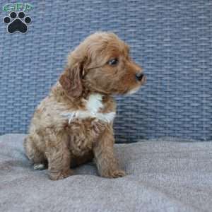 Reddy, Mini Goldendoodle Puppy