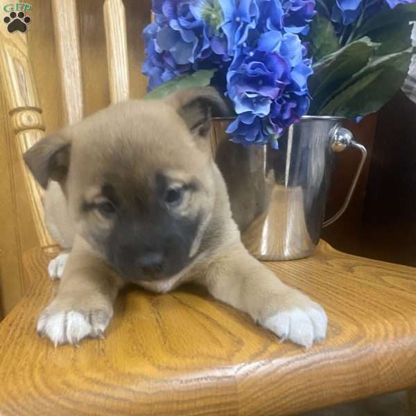 Lovely Lilac, Jack Russell Mix Puppy