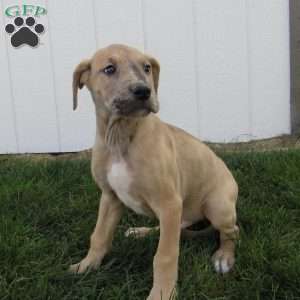 Simon, Great Dane Puppy