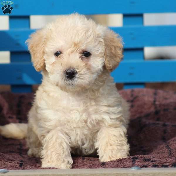 Marco, Miniature Poodle Mix Puppy