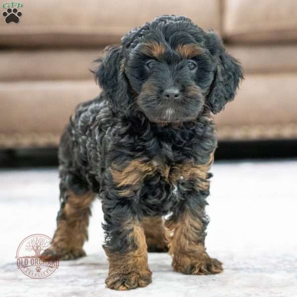 Moose, Cavapoo Puppy