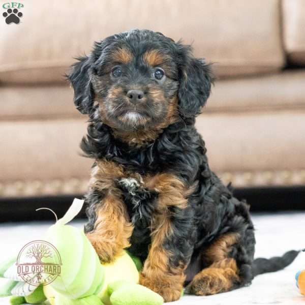 Maggie, Cavapoo Puppy