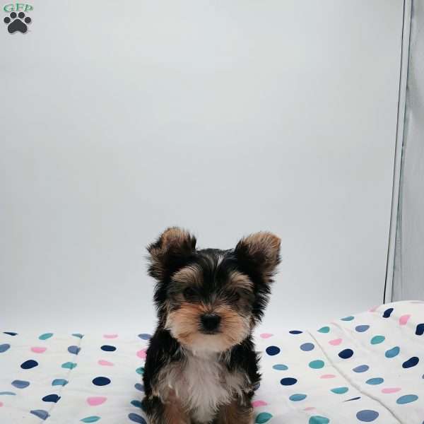 Marshall, Yorkie Poo Puppy