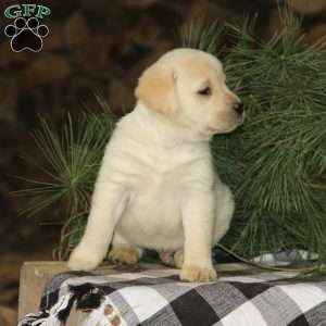 Hunter, Yellow Labrador Retriever Puppy