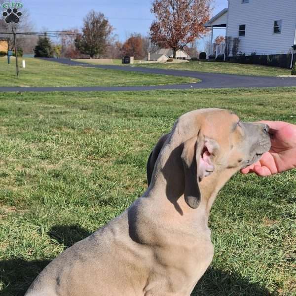 Boaz, Great Dane Puppy